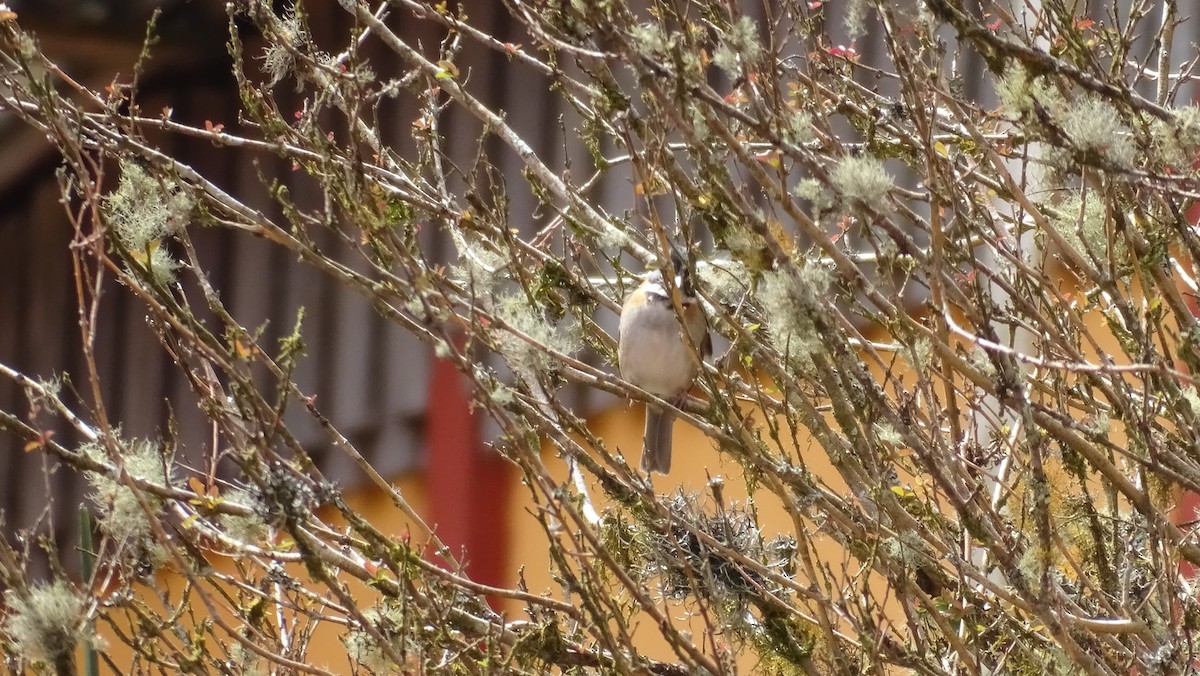Rufous-collared Sparrow - ML518426021