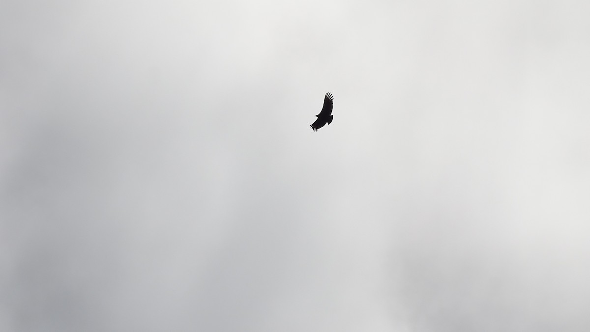 Black Vulture - Diego Ramírez