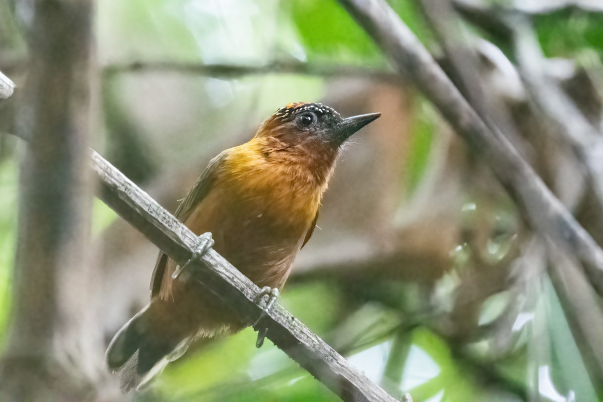 Rufous-breasted Piculet - ML518429201