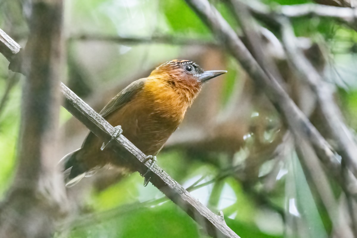 Rufous-breasted Piculet - ML518429301