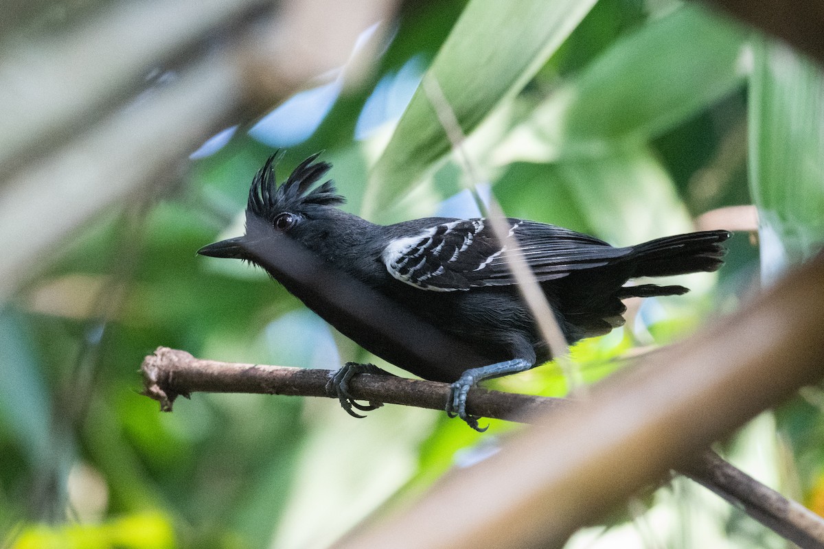 White-lined Antbird - ML518429451