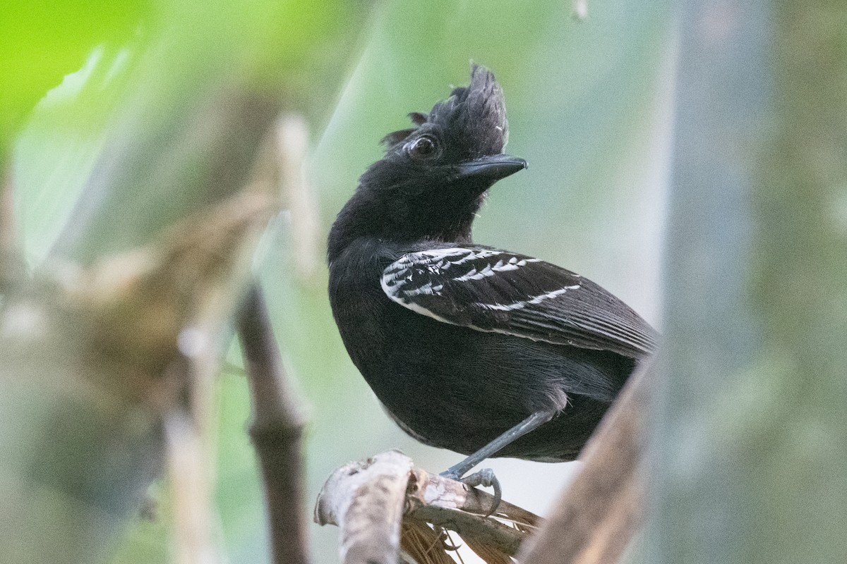 White-lined Antbird - ML518429591