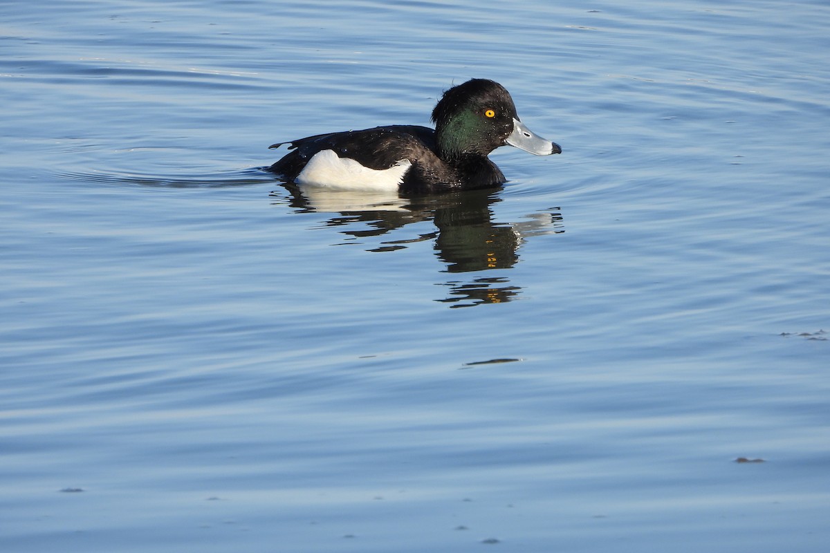 Tufted Duck - ML518429611