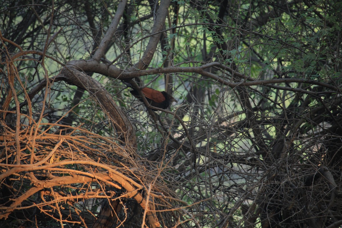 Greater Coucal - ML518432531