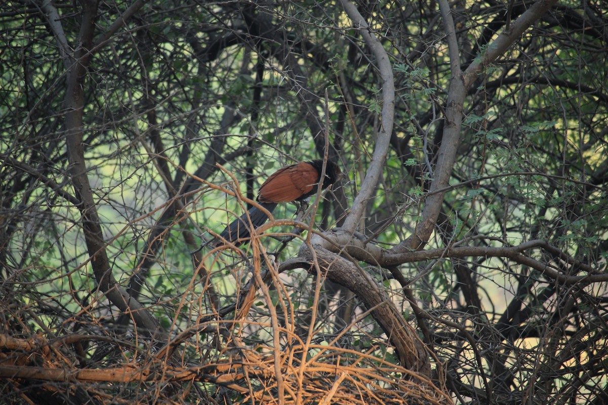 Greater Coucal - ML518432541