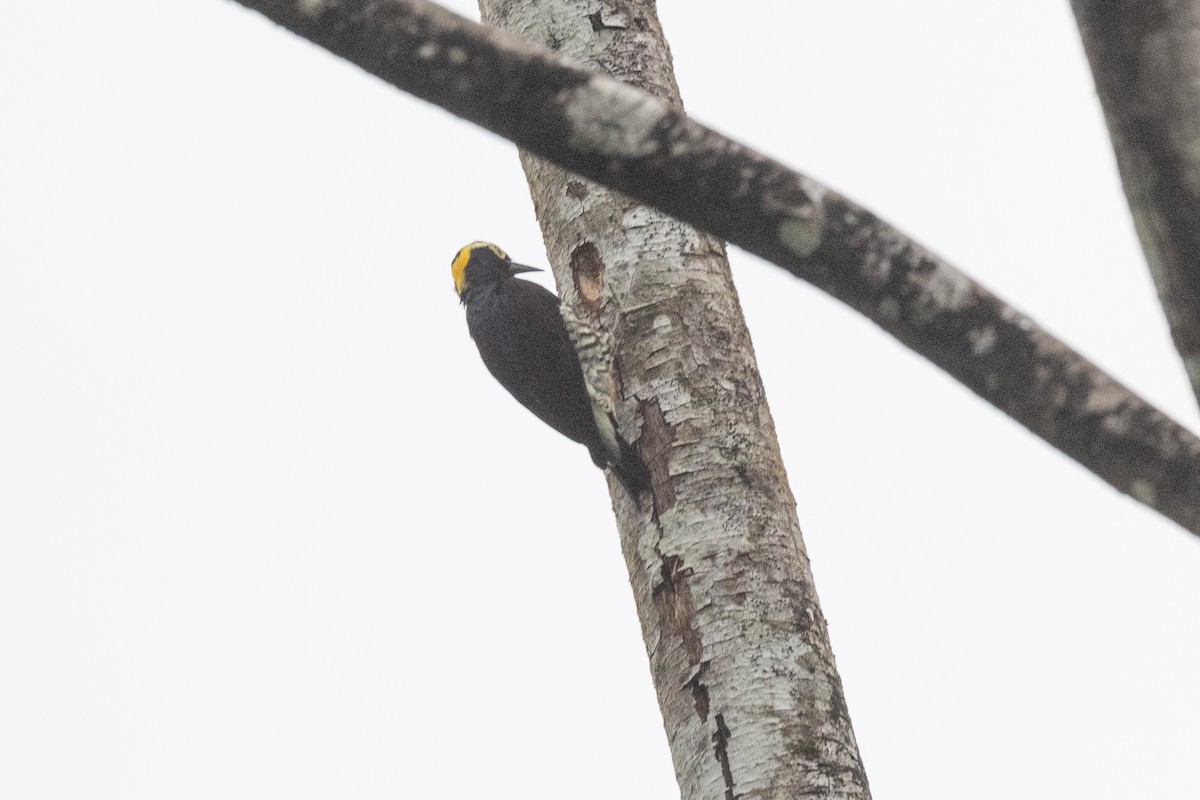Yellow-tufted Woodpecker - ML518433091