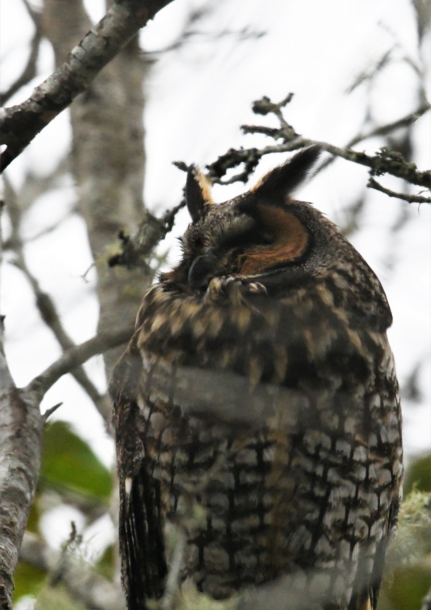 Long-eared Owl - ML518436411