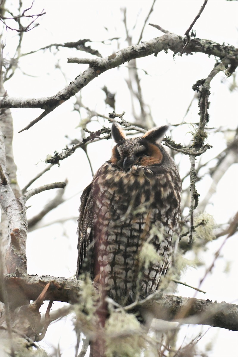 Long-eared Owl - ML518436441