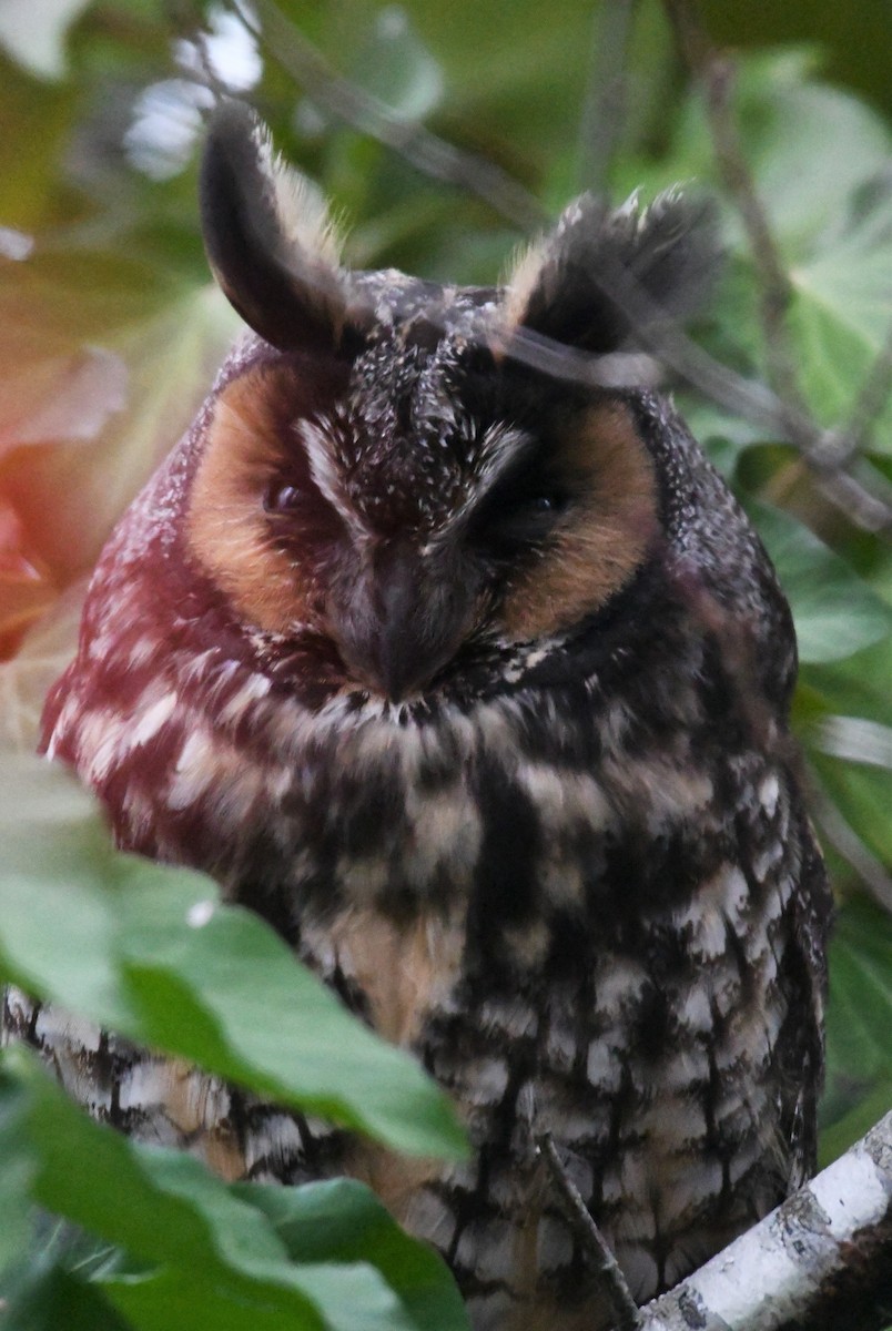 Long-eared Owl - ML518436471