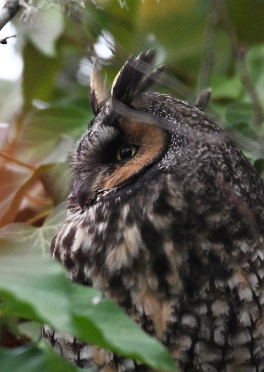 Long-eared Owl - ML518436481