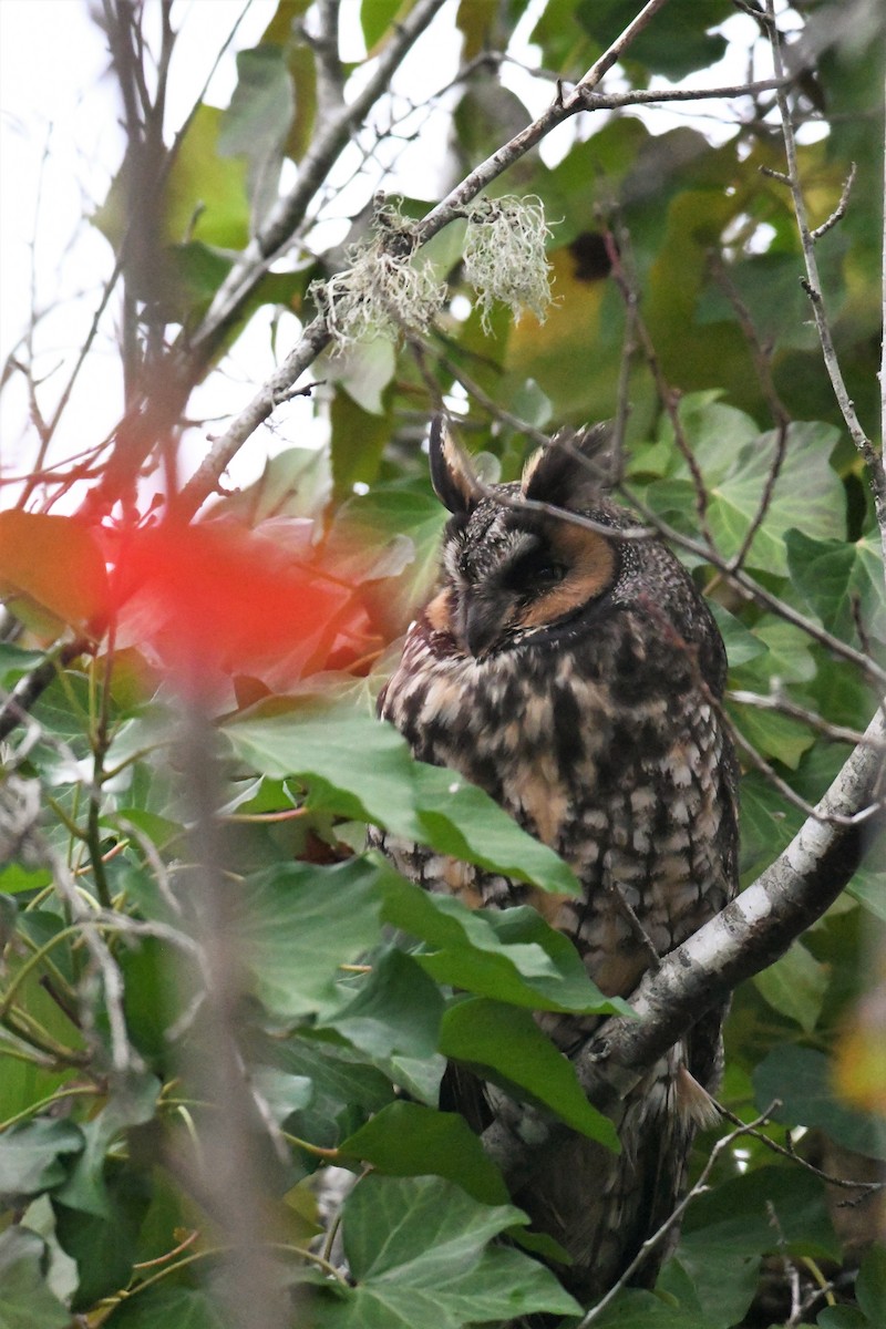 Long-eared Owl - ML518436491