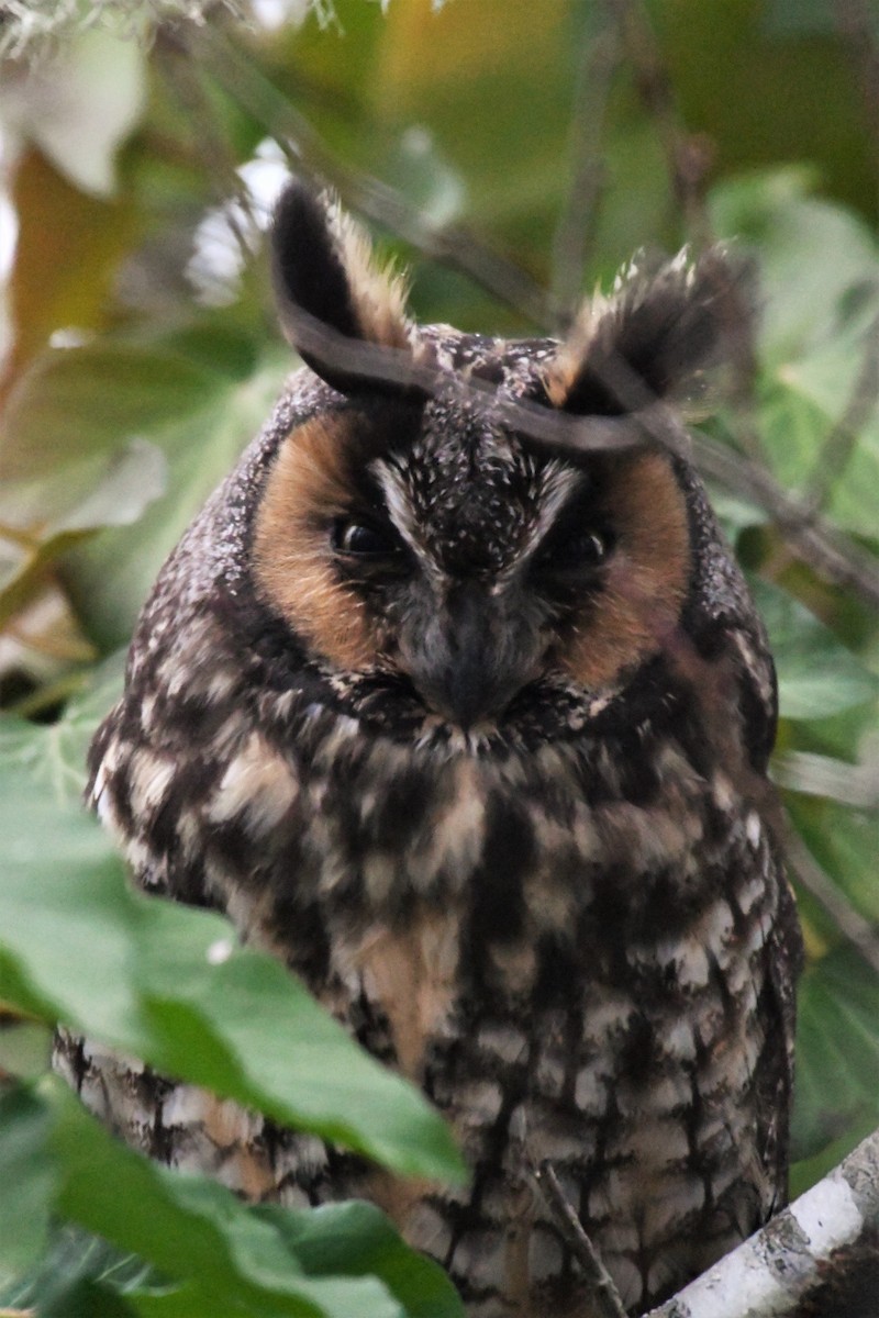 Long-eared Owl - ML518436501