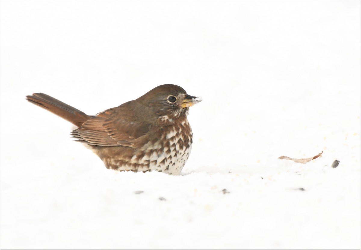 Fox Sparrow (Sooty) - ML518438331