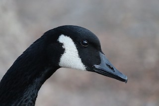 Canada Goose, ML518439721