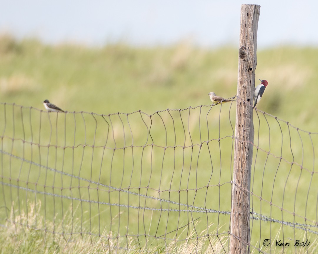 Red-headed Woodpecker - ML518440061