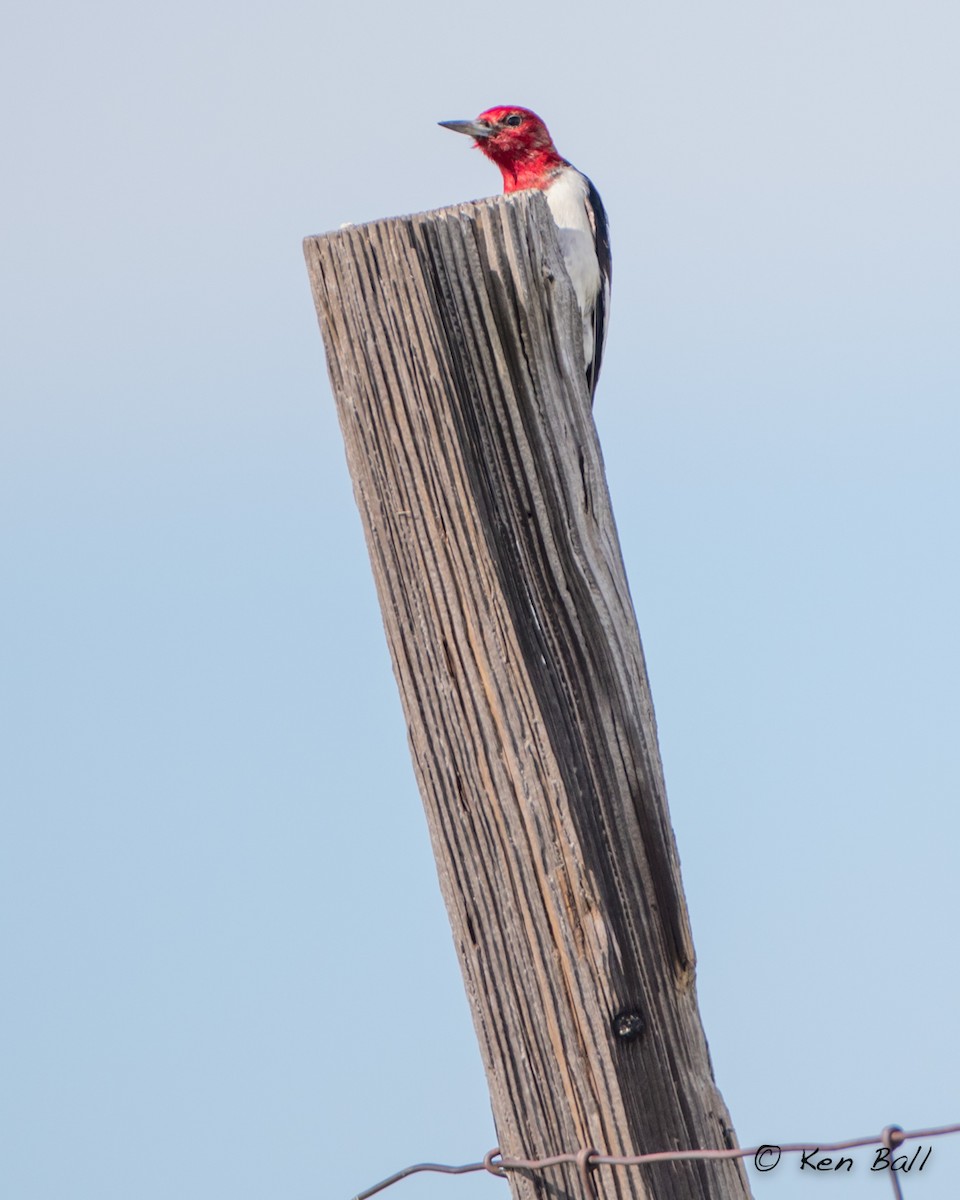 Red-headed Woodpecker - ML518440081
