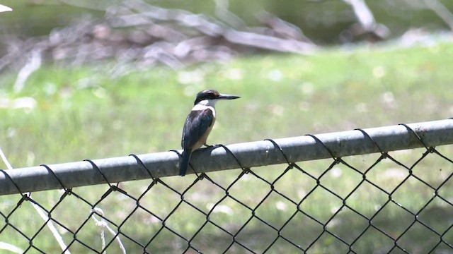 Sacred Kingfisher (Australasian) - ML518442451