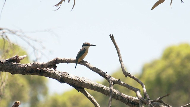 Sacred Kingfisher (Australasian) - ML518442511
