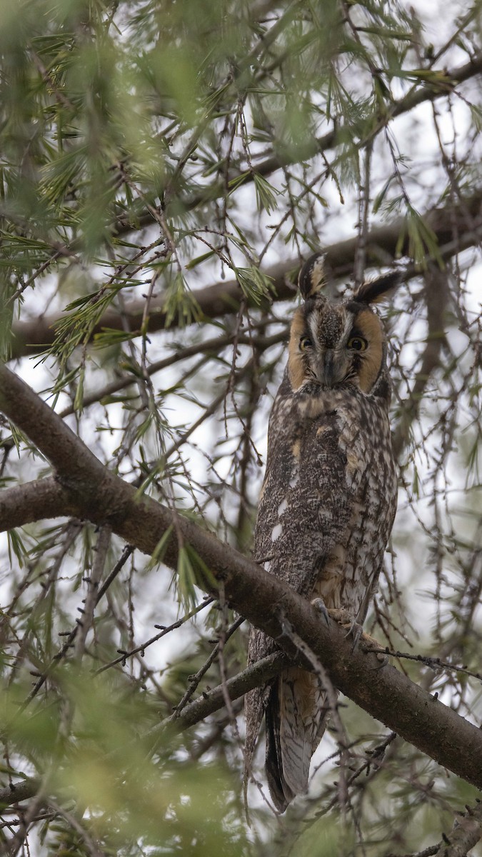 ML518445921 - Long-eared Owl - Macaulay Library