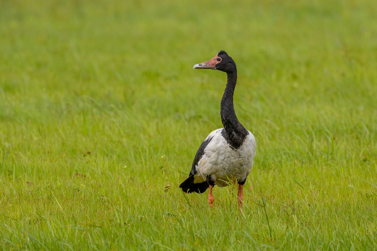 eBird Australia Checklist 31 Dec 2022 Fort Hill Wharf Precinct 11 species