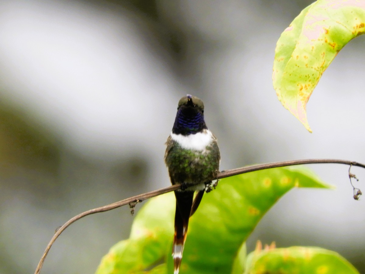 Sparkling-tailed Hummingbird - ML518451121