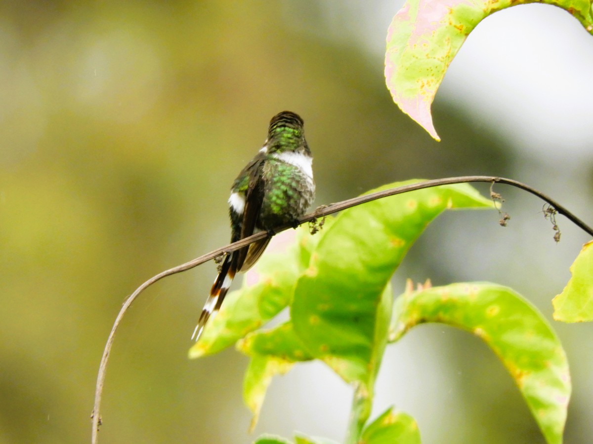 Sparkling-tailed Hummingbird - ML518451191