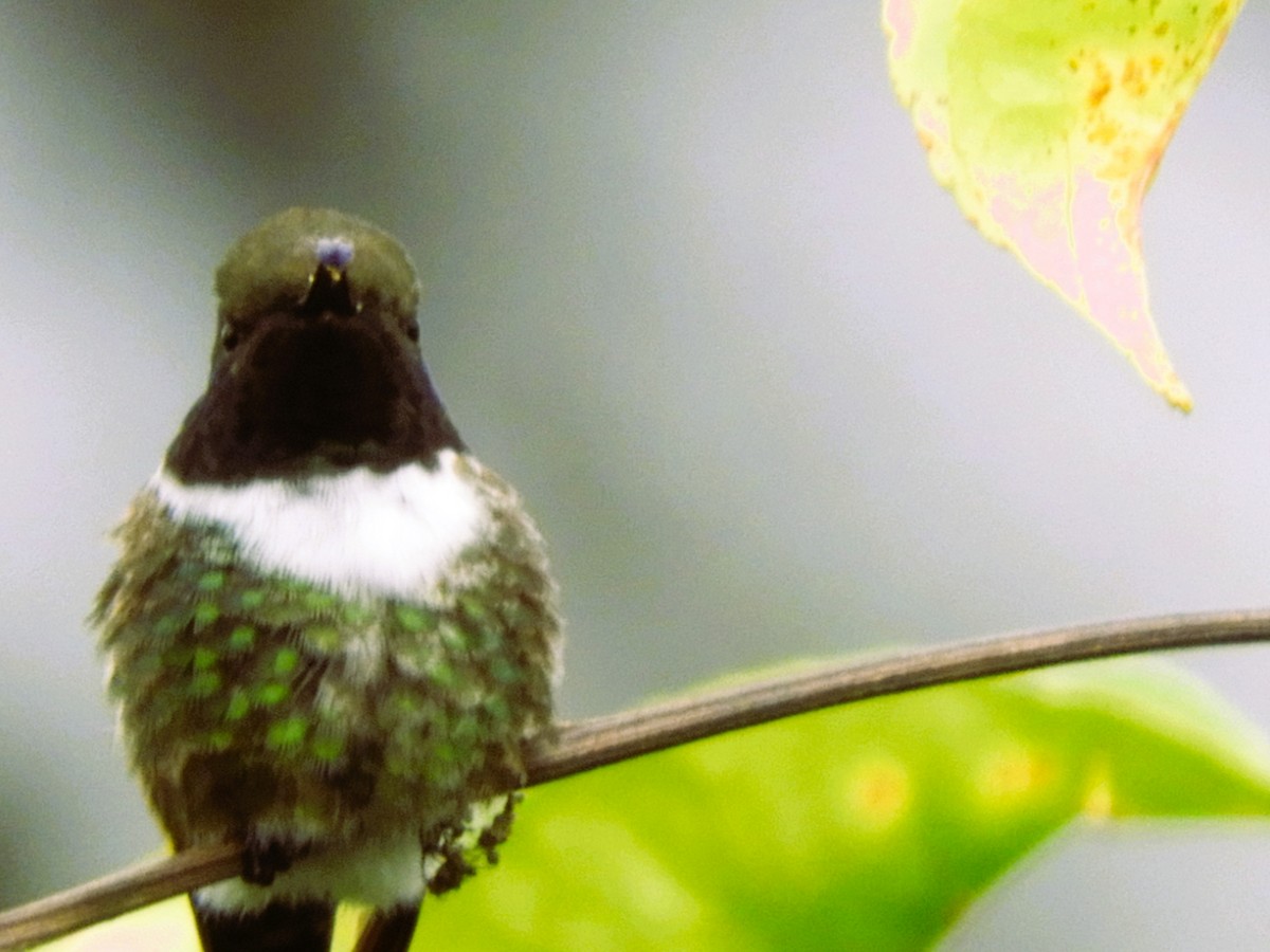 Sparkling-tailed Hummingbird - ML518451231
