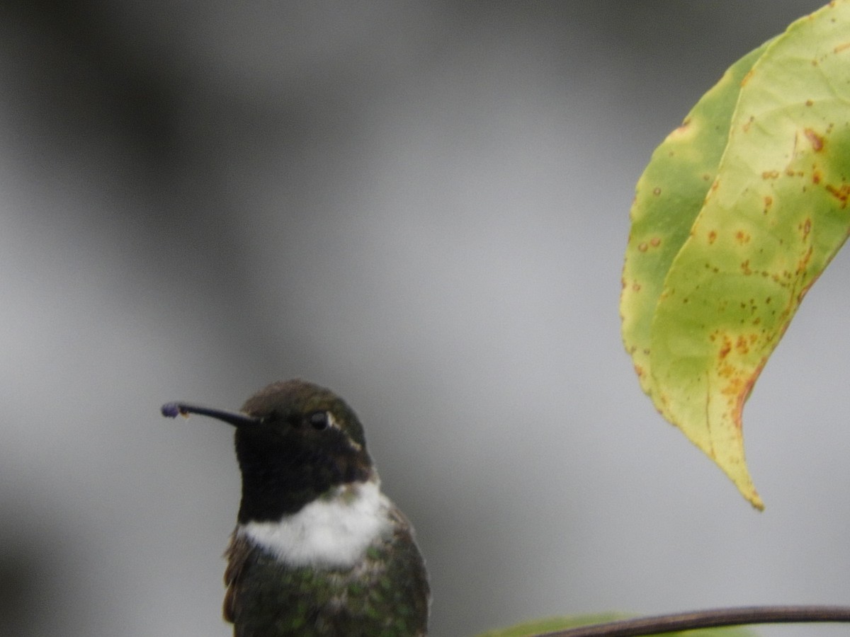 Sparkling-tailed Hummingbird - Maria Corriols