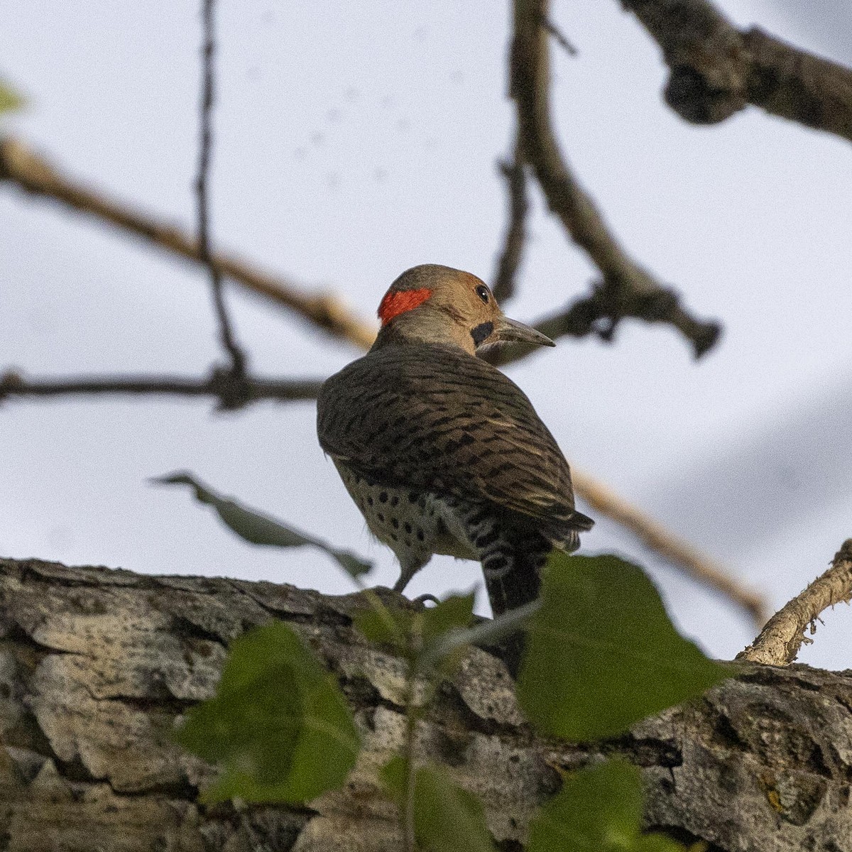 Northern Flicker (Yellow-shafted) - ML518457211