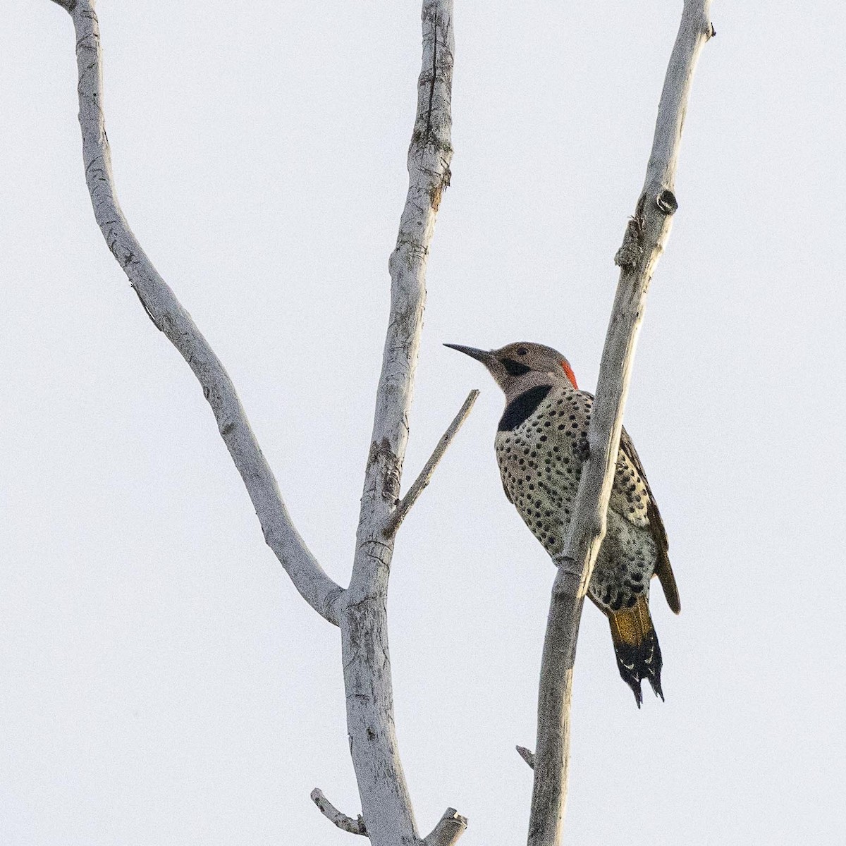 Northern Flicker (Yellow-shafted) - ML518457221