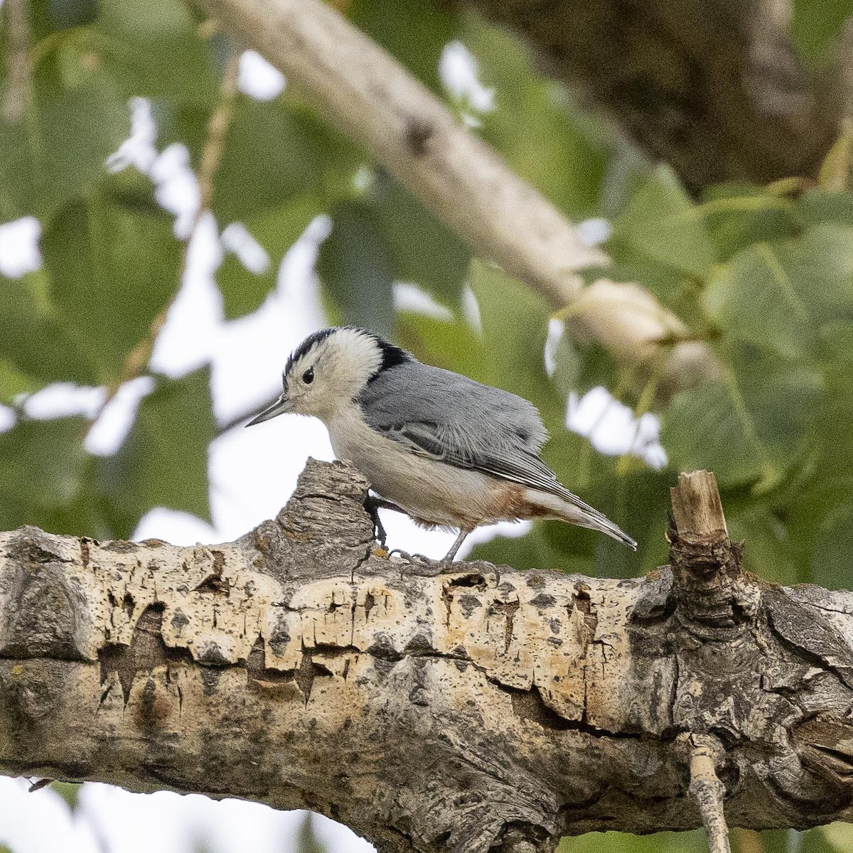 White-breasted Nuthatch - ML518457831