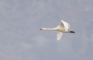 Tundra Swan, ML518460721
