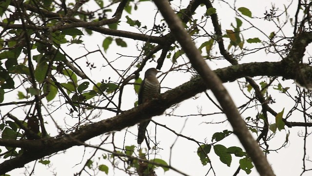 Common Cuckoo - ML518462071