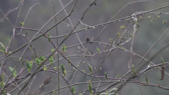 Gray-sided Bush Warbler - ML518463071