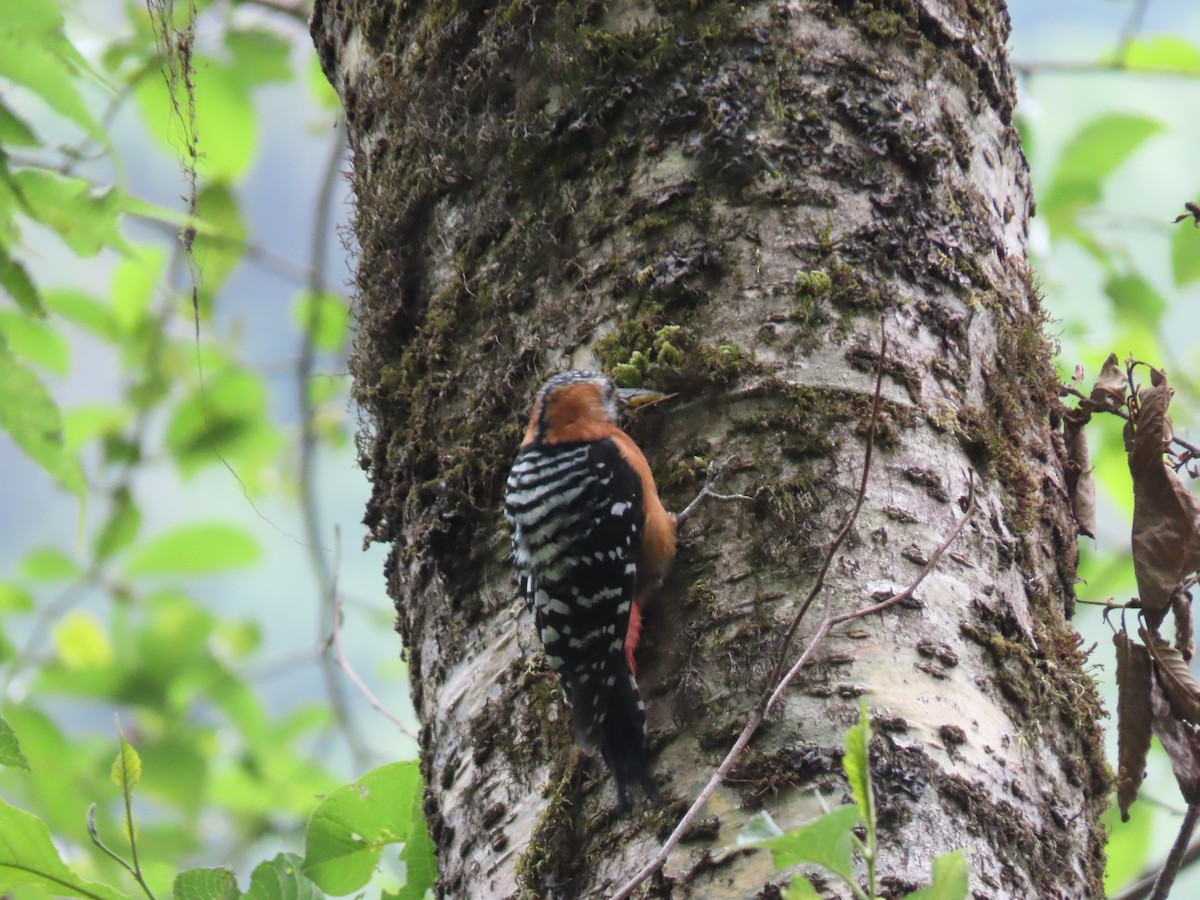 Rufous-bellied Woodpecker - Shasank Ongole