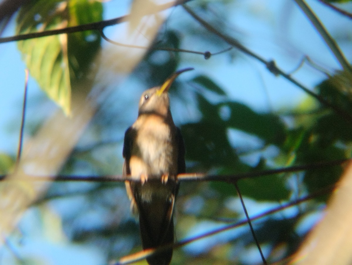 Краснохвостый колибри-отшельник - ML518468001