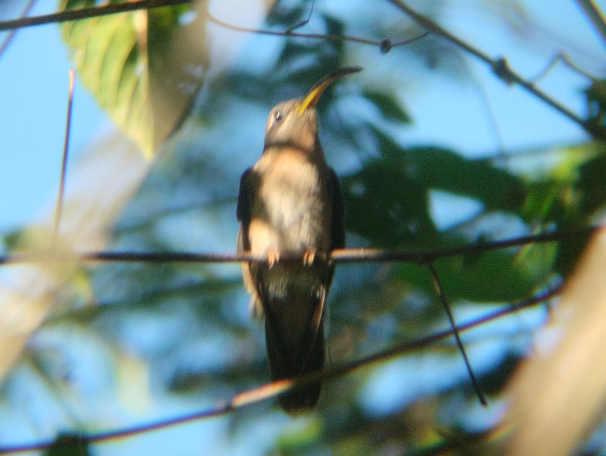 Краснохвостый колибри-отшельник - ML518468011