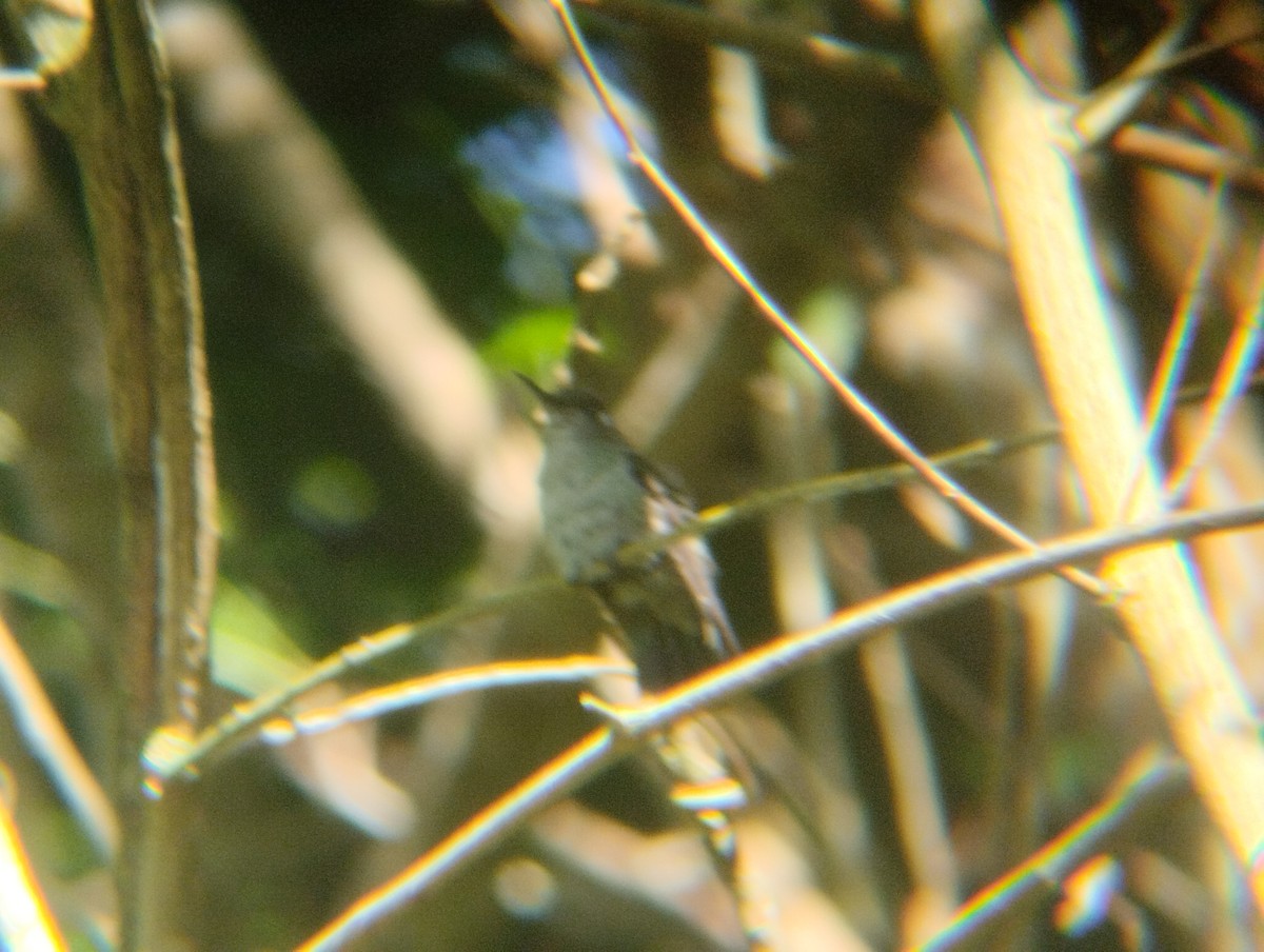 Speckled Hummingbird - Anderson León Natera