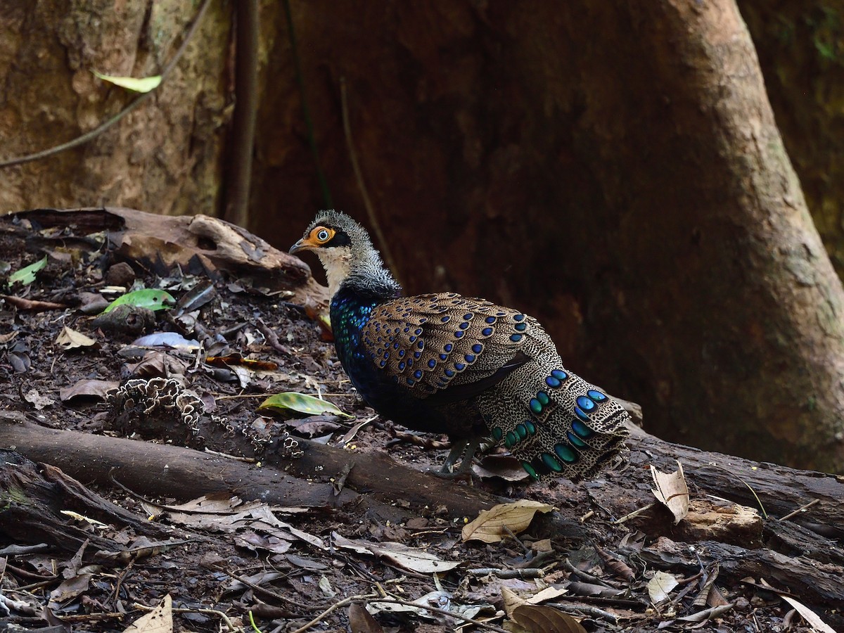 Bornean Peacock-Pheasant - ML518471241