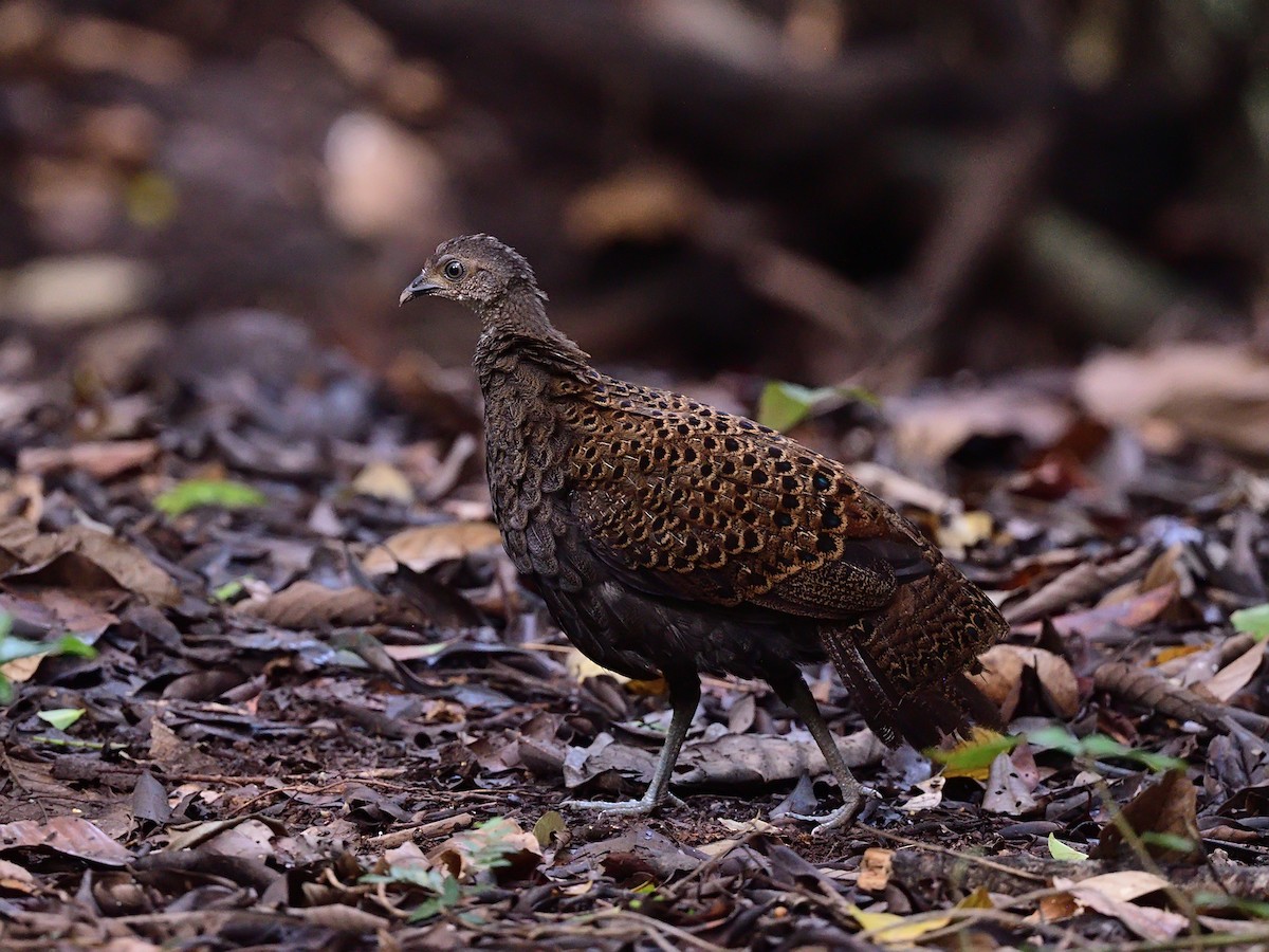 Bornean Peacock-Pheasant - ML518471291