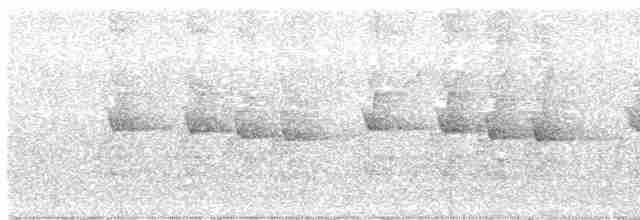 Orthonyx de Temminck - ML518471831