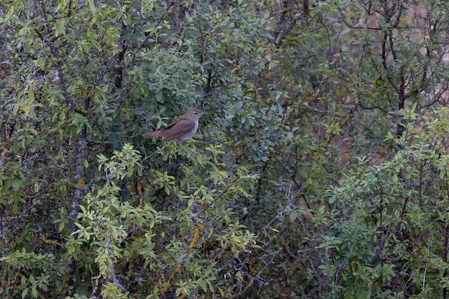 What Birds Use a Holm Oak As a Habitat: Discover Top Species