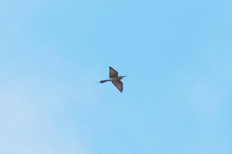 Blue-tailed Bee-eater - Madhurima Das