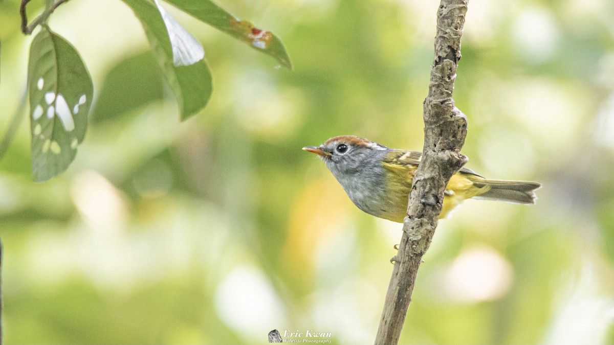 Chestnut-crowned Warbler - Eric Kwan