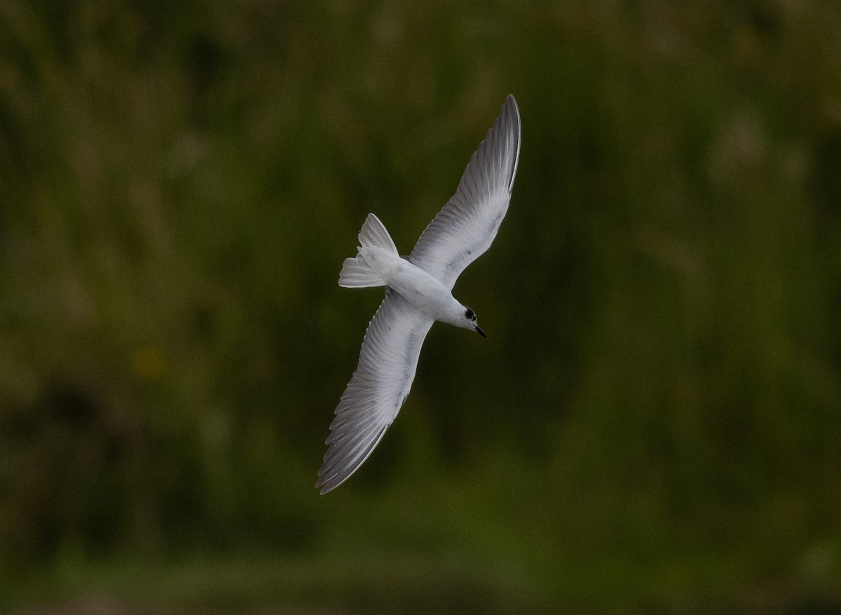 White-winged Tern - ML518486081