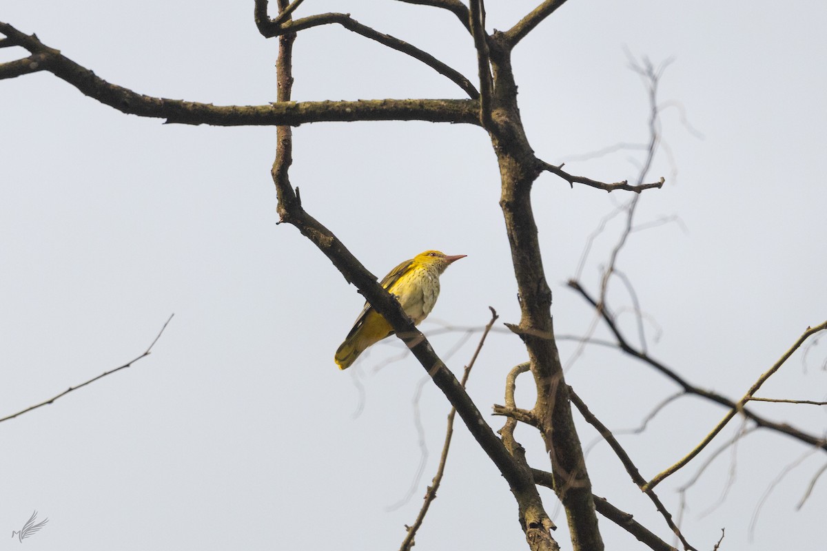 Indian Golden Oriole - ML518488211