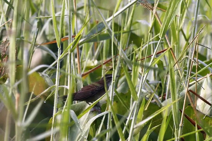 Pallas's Grasshopper Warbler - ML518490301