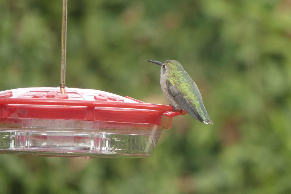 hummingbird sp. - Brian Jones