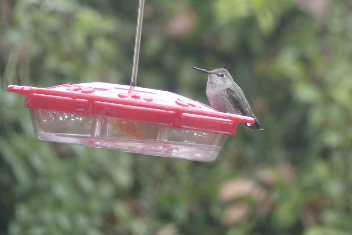 hummingbird sp. - Brian Jones
