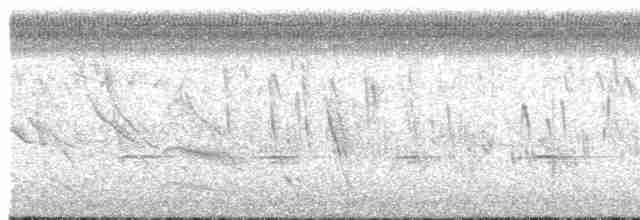 Kara Karınlı Tohumcul - ML518491421